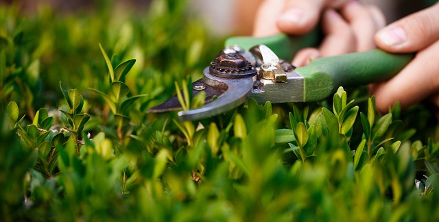 Foto servicios Jardinería